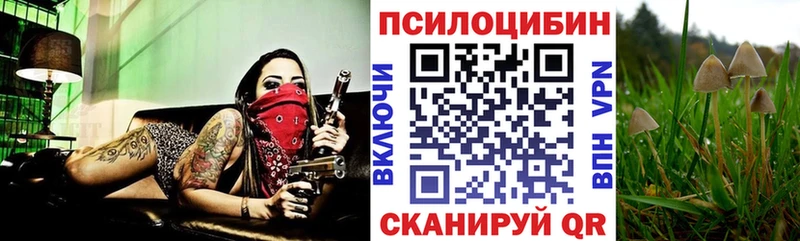 hydra ссылки Старица Псилоцибиновые грибы мицелий где можно купить наркотик